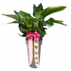 콩고